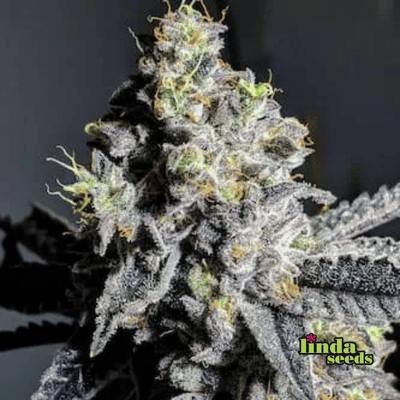 Wedding Gelato 5