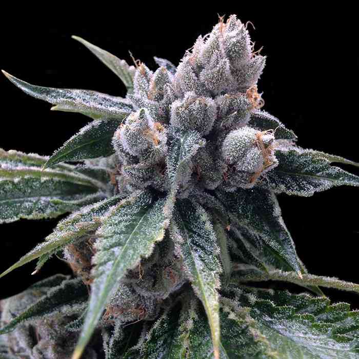 White Walker Kush strain > Grow Your Own ▷ THC > 20%