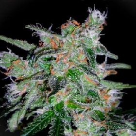 60 Day Lemon > DNA Genetics