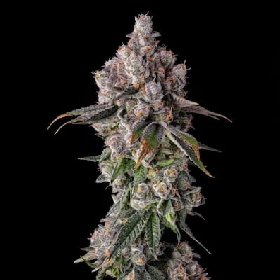 90 Proof > Compound Genetics Seeds