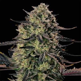 Alien Gas XXL Auto > Silent Seeds
