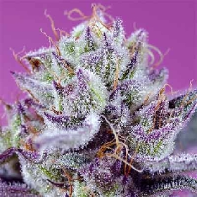Diablo's Delight XL Auto > Sweet Seeds