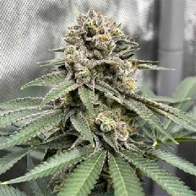 Auto OG Eddy Lepp > Original Sensible Seeds