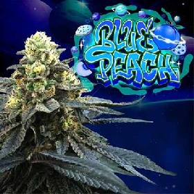 Blue Peach > Perfect Tree