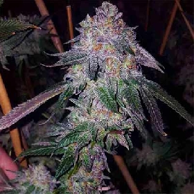 Cherry Cookies Mints > Tramuntana Seeds