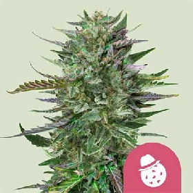 Do-Si-Dos > Royal Queen Seeds