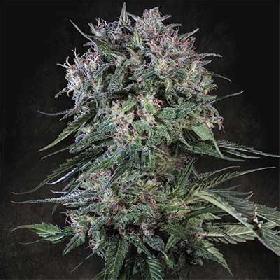 Doppler > Paradise Seeds