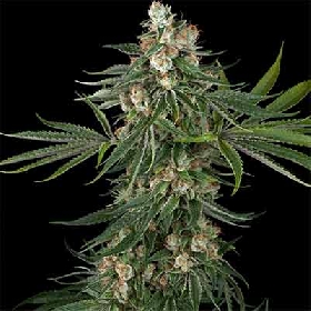 Fallout OG > White Label Seeds