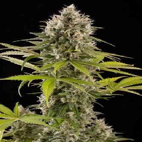 Dinafem Seeds | Buy biological cannabis seeds
