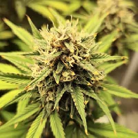 Jealousy Punch > Tramuntana Seeds