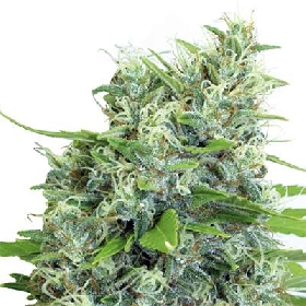 Kali Bubba > Serious Seeds