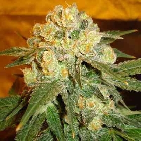 Marmalate > Delicious Seeds