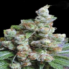 NBA Diesel > Bulk Seed Bank