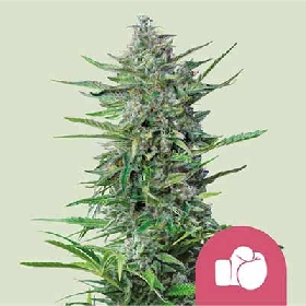 Purple Punch > Royal Queen Seeds