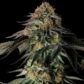 Rainbow Gas > Silent Seeds