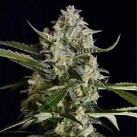 Seriosa > Serious Seeds