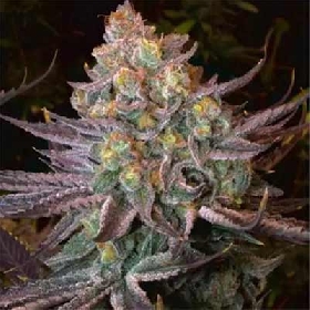 Seriotica > Serious Seeds