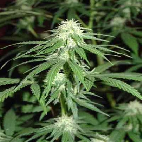 Train Wreck > Homegrown Fantaseeds