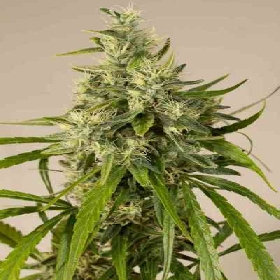 Trainwreck > Humboldt Seed Organization