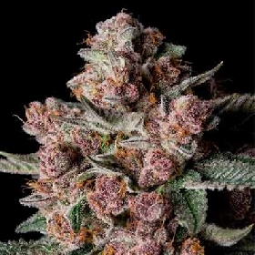 Tropical Jam > Silent Seeds