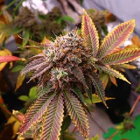 Tropical Zushi > Elev8 Seeds