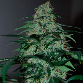 Zlushi > Empire Seeds
