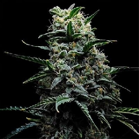 Zoinsk > Empire Seeds