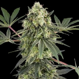 Acai Bacio > White Label Seeds