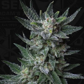 Afghan Grease > TH Seeds