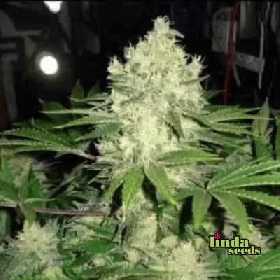 Afghan Skunk > Linda Seeds