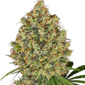 AK 420 > White Label