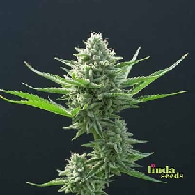 AK > Linda Seeds