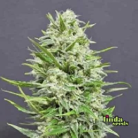 AK > Linda Seeds