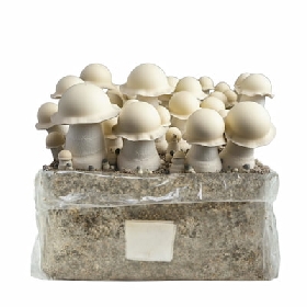 Albino Monkey Mak Easy Grow Bag > Zauberpilze