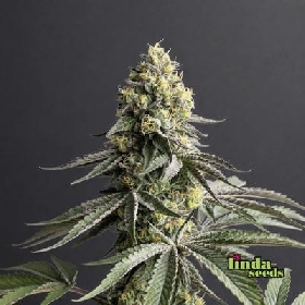 Alien Technology > Linda Seeds