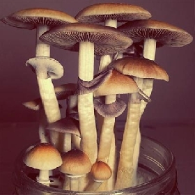 Amazonia > setas mágicas