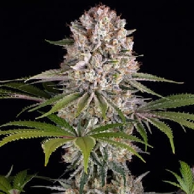 Amnesia Haze > Barney's Farm