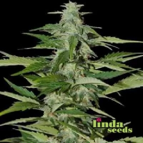Amnesia Haze > Linda Seeds
