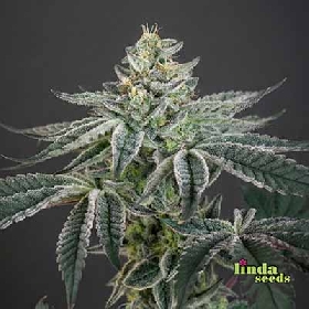 Amnesia Haze > Linda Seeds