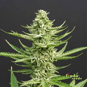Amnesia Lemon > Linda Seeds