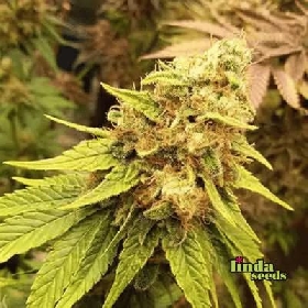 Amnesia Lemon > Linda Seeds