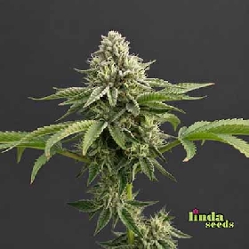 Amnesia > Linda Seeds
