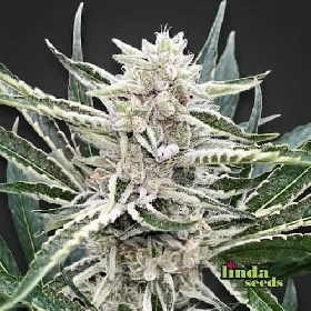 Amnesia XXL > Linda Seeds