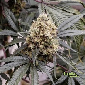 Animal Mintz > Linda Seeds