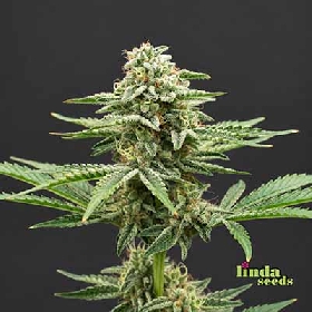 Apple Fritter > Linda Seeds