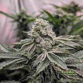 Apple Fritter > Linda Seeds