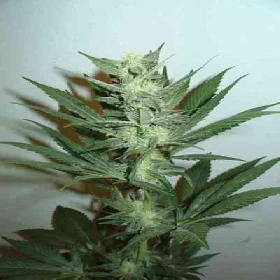 Armageddon > Homegrown Fantaseeds