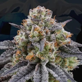Arctic Cherries > Perfect Tree
