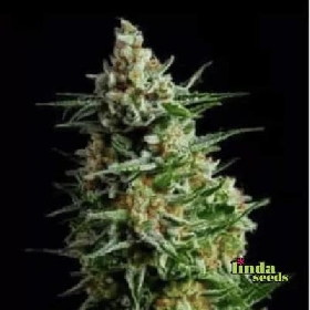 Auto Afghan Skunk > Linda Seeds
