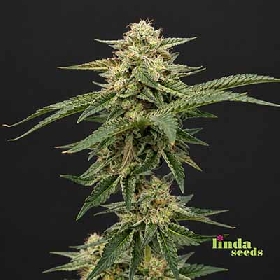 Auto AK > Linda Seeds